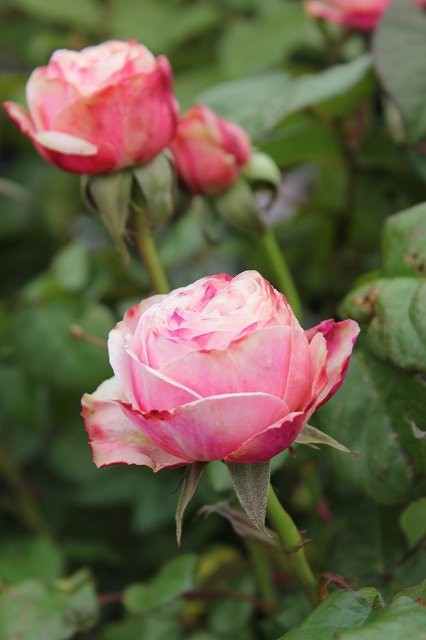 モミジにバラに植木がすくすくと 大洋グリーンブログ