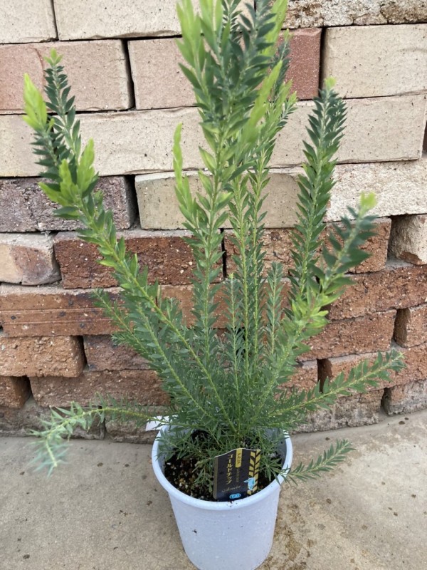 ［現品］【希少】※売約済※ 法人　割　アカシアゴールドチップ　12号　レア　大型 在庫］【希少】アカシア ゴールドチップ 12号 観葉植物 レア