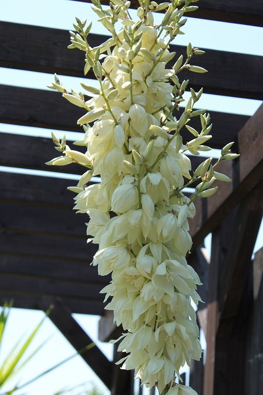 ユッカ・ロストラータの花が咲きました^_^ : 大洋グリーンブログ