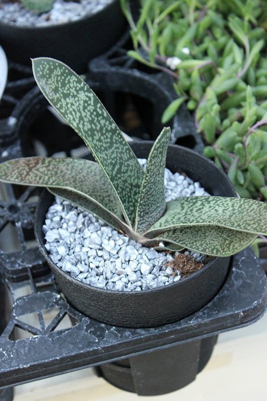 ガステリア種類が増えて再入荷と食虫植物も入荷＼(^o^)／ : 大洋