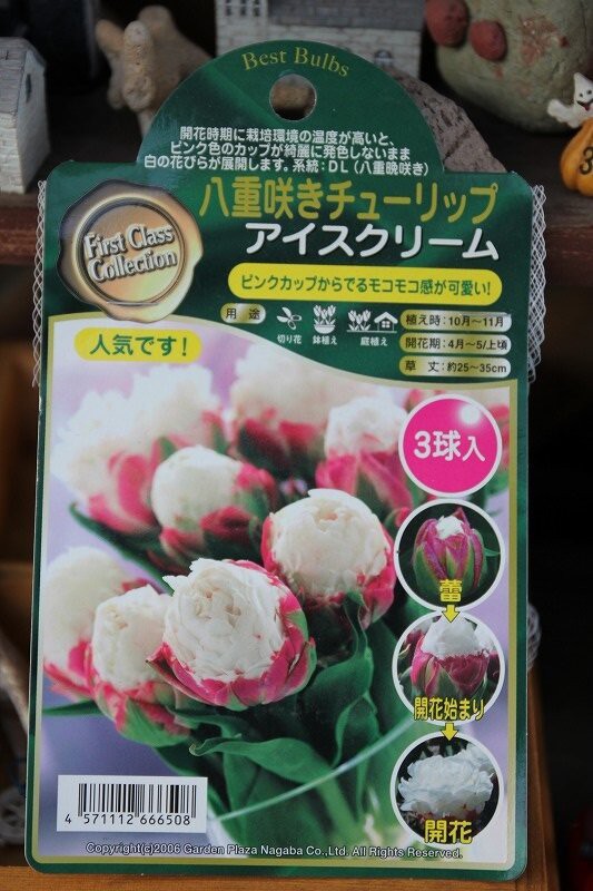 可愛い球根たち チューリップ 水仙 大洋グリーンブログ