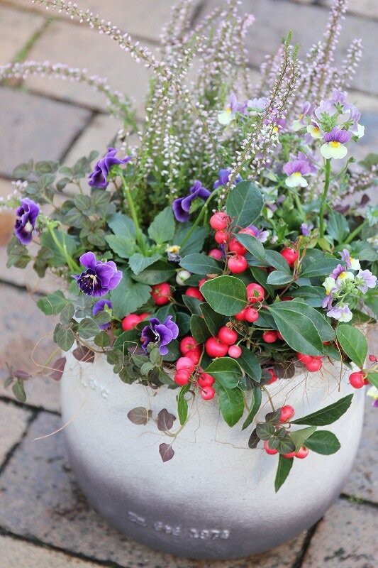 寄せ植えいーっぱい 大洋グリーンブログ