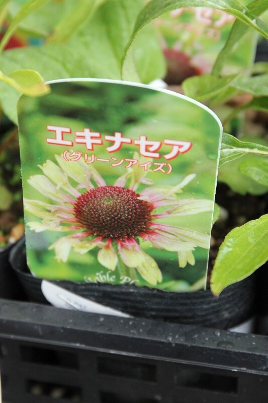 珍しい品種のエキナセアがたくさん入荷 大洋グリーンブログ