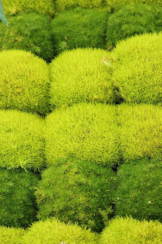 小葉プリペット グリーングローバル 初入荷 O 大洋グリーンブログ