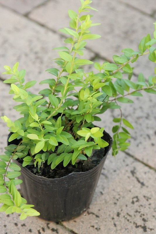 寄せ植えに合うちっちゃな木 大洋グリーンブログ