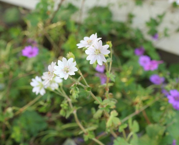 一見の価値あり 斑入りアオダモ 大洋グリーンブログ