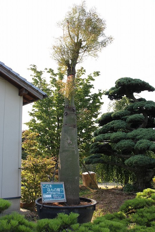 ボトルツリー　ミドルサイズ ボトルツリーお手頃サイズ入荷♪ : 大洋グリーンブログ