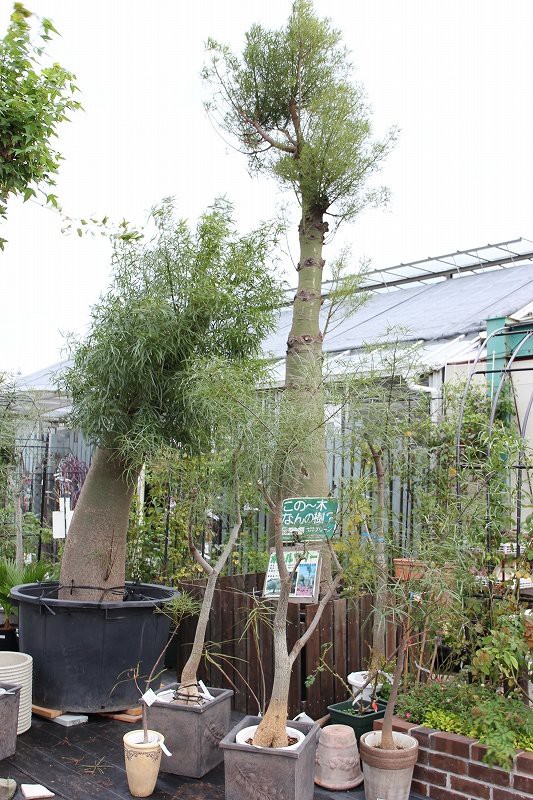 ボトルツリー　大株 ブラキチトン（ボトルツリー）：ビドウィリー（樹形おまかせ） 7