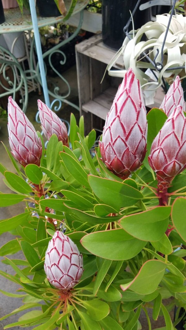 プロテア コリゼマ スノーフレーク アネモネetc 大洋グリーンブログ