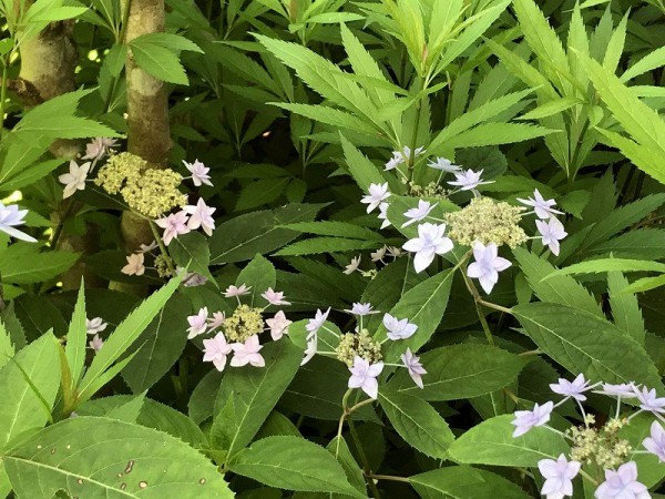 オススメ宿根草特集 大洋グリーンブログ