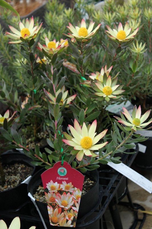 人気リューカデンドロン3種類入荷してます 大洋グリーンブログ