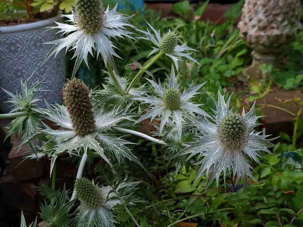 ヘスペラロエの花 ロータスブリムストーンの花 シロタエギクの花 サマーチョコレートの入荷いろいろ 大洋グリーンブログ