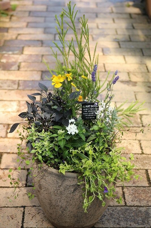 そら。ハッピービデンスいっぱいな 寄せ植え&シエルブリエと仲間達 ビデンスとバコパの寄せ植え : jungle berry