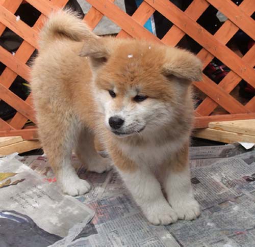 アメッコ市 秋田犬とのふれあい 東京日記