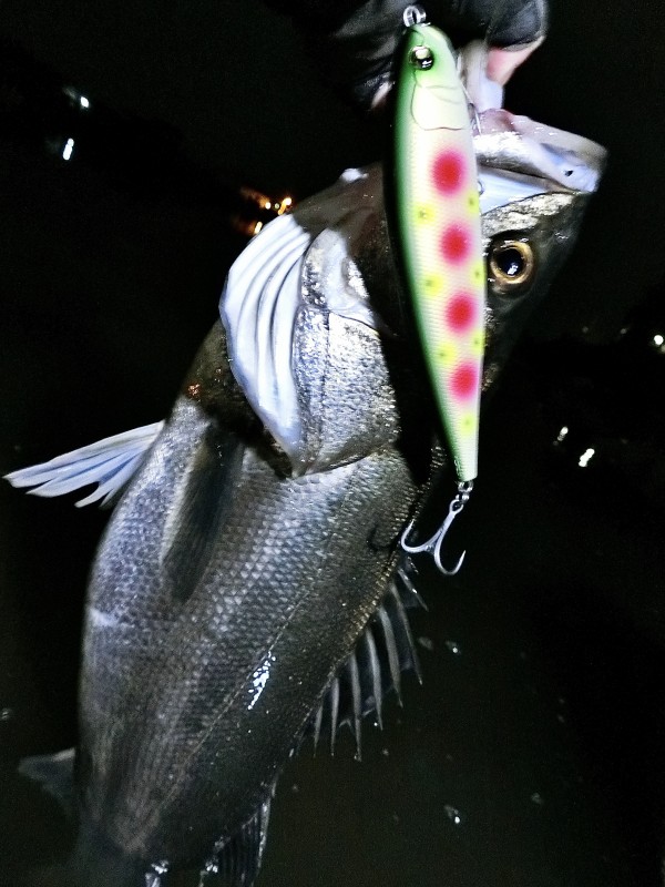 SEABASS Life NO.14 秋号』 好評発売中！ | 月刊つり人ブログ
