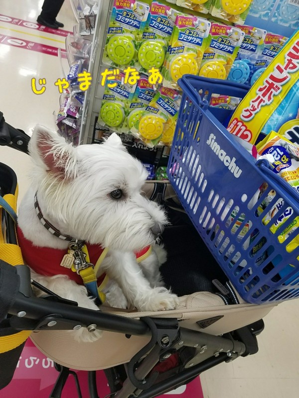 ウエスティ ホームセンターで ツボに入ってじっとしている犬 たかシェフのおうちごはん と 白い犬 と チワワ Powered By ライブドアブログ