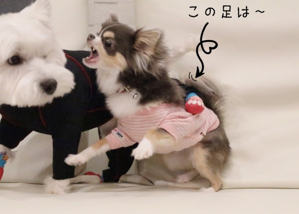 犬 やってるやってる たかシェフのおうちごはん と 白い犬 と チワワ Powered By ライブドアブログ