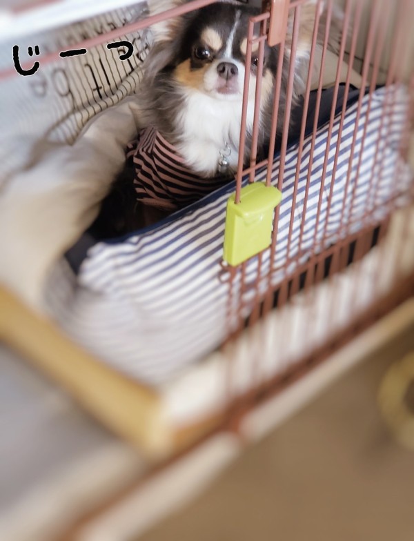 チワワ 知恵をつかえたチワワ たかシェフのおうちごはん と 白い犬 と チワワ Powered By ライブドアブログ