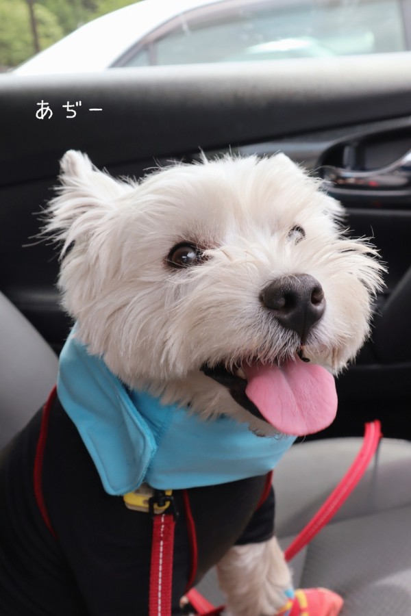 犬グッズ 究極のクールネックを探し求めて たかシェフのおうちごはん と 白い犬 と チワワ Powered By ライブドアブログ