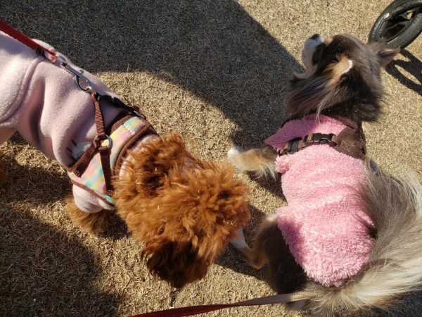 犬と飼い主 ロング散歩 たかシェフのおうちごはん と 白い犬 と チワワ Powered By ライブドアブログ 犬と飼い主 ロング散歩 たかシェフのおうちごはん と 白い犬 と チワワ Powered By ライブドアブログ