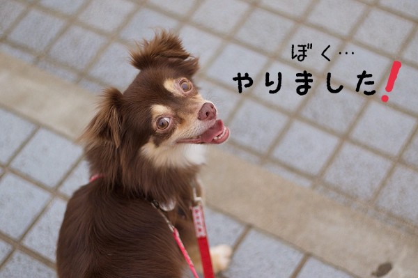 犬 保護犬と保護犬じゃない犬 と 保護犬ジャン アリー たかシェフのおうちごはん と 白い犬 と チワワ Powered By ライブドアブログ