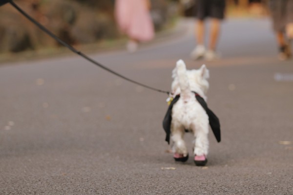 ウエスティ しっぽ たかシェフのおうちごはん と 白い犬 と チワワ Powered By ライブドアブログ