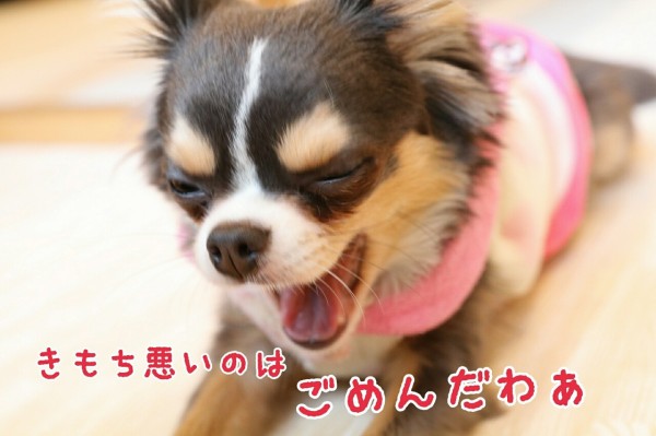 あら たかシェフのおうちごはん と 白い犬 と チワワ Powered By ライブドアブログ