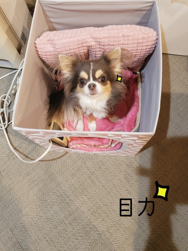 チワワ】知恵をつかえたチワワ : たかシェフのおうちごはん。と、白い