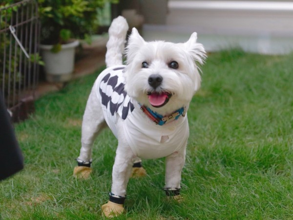 楽しい僕 たかシェフのおうちごはん と 白い犬 と チワワ Powered By ライブドアブログ