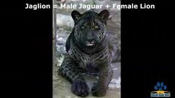 ライガー タイグロン ジャグリオン レオポン リリガー Ligers Tigons Jaglion Leopons Lilligers ハイブリッド アニマル そして ブラック ライオン Real Black Lion 13shoe 高野十座のブログ