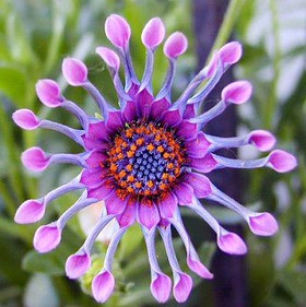 ベスト50 世界 の 珍しい 花 最高の花の画像