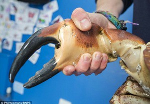 ポパイ 助けてぇ おぅ なんてこったい こんな感じの巨大ヨーロッパイチョウガニ Popeye Help Me Oh My God Massive Cancer Pagurus Of Such A Feeling 13shoe 高野十座のブログ