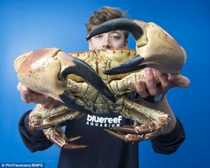 ポパイ 助けてぇ おぅ なんてこったい こんな感じの巨大ヨーロッパイチョウガニ Popeye Help Me Oh My God Massive Cancer Pagurus Of Such A Feeling 13shoe 高野十座のブログ