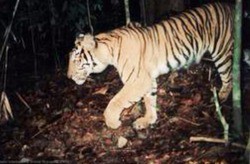 絶滅危惧種 スマトラ虎 撮影 Sumatran Tiger Shooting 13shoe 高野十座のブログ