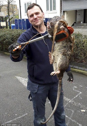 ロンドンの4ft 怪物ネズミ Of London 4ft Monster Rat 13shoe 高野十座のブログ