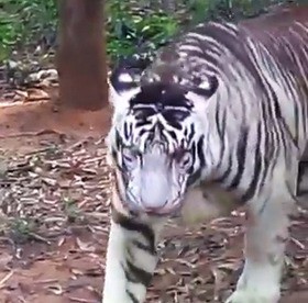 擬似メラニズム ホワイトタイガー Pseudo Melanism White Tiger 13shoe 高野十座のブログ 擬似メラニズム ホワイトタイガー Pseudo Melanism White Tiger 13shoe 高野十座のブログ