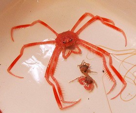 蜘蛛のような赤い深海蟹 Like The Spider On Deep Sea Red Crab 13shoe 高野十座のブログ