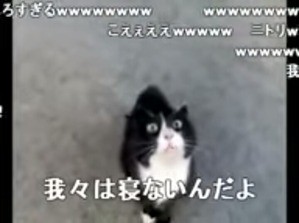 我々は寝ないんだよ 言葉を話すネコは実在する We Ve Got No Sleep Cat To Speak Japanese Is Real 13shoe 高野十座のブログ