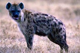 青いハイエナ クロクータ は 犬狼 クロコッタ と亜種 The Blue Hyena Crocuta Are And The Wolf Dog Crocotta Subspecies 13shoe 高野十座のブログ