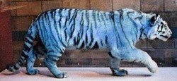 マルタの虎 ブルー タイガー は青い なんで Blue Tigers Maltese Tiger Is Blue 13shoe 高野十座のブログ