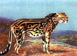 キング チーター それは一枚の毛皮から始まった The King Cheetah It Began With A Piece Of Fur 13shoe 高野十座のブログ