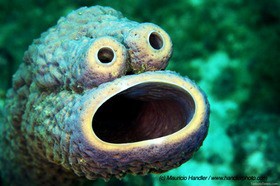 奇妙なクッキー モンスター シークリーチャー Weird Cookie Monster Sea Creature S 13shoe 高野十座のブログ