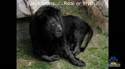 ライガー タイグロン ジャグリオン レオポン リリガー Ligers Tigons Jaglion Leopons Lilligers ハイブリッド アニマル そして ブラック ライオン Real Black Lion 13shoe 高野十座のブログ