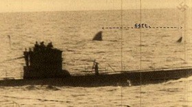 メガロドンは現存するか Does Megalodon Exist 13shoe 高野十座のブログ