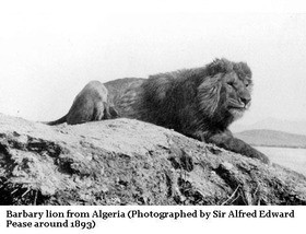 バーバリーライオン Barbary Lion ケープライオン追記しました 13shoe 高野十座のブログ