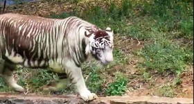 擬似メラニズム ホワイトタイガー Pseudo Melanism White Tiger 13shoe 高野十座のブログ 擬似メラニズム ホワイトタイガー Pseudo Melanism White Tiger 13shoe 高野十座のブログ