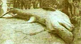 謎の怪物イルカはイクチオサウルス 魚竜だったか Mysterious Monster Dolphin Was Ichthyosaurus 参考資料 13shoe 高野十座のブログ