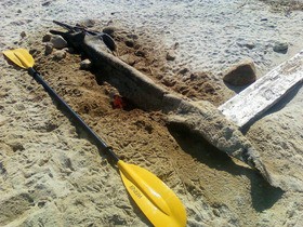 海岸線は 謎の漂着生物の船着場 別項 65 マサチューセッツ コッド岬のクリーチャー Cape Cod Creature 13shoe 高野十座のブログ