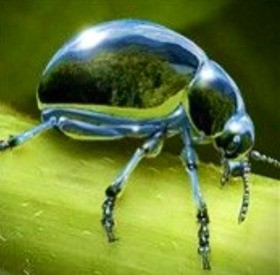 キライな方は注意 宝石のような虫たち Jewel Like Insects 13shoe 高野十座のブログ