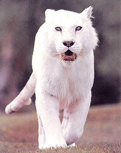 ゴースト ホワイト タイガー は最も珍しい The Ghost White Tiger Is Rarest Of All Tigers 13shoe 高野十座のブログ